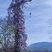 La glycine est une plante grimpante