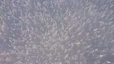 Effet de froid