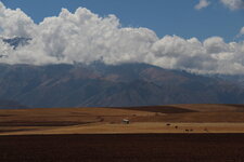 Maras