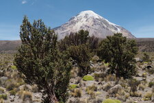 la forêt de Sajama