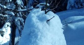 Arbre de neige