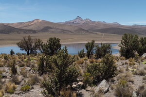 forêt de Sajama