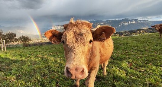 Ma voisine et ses belles boucles d'oreille