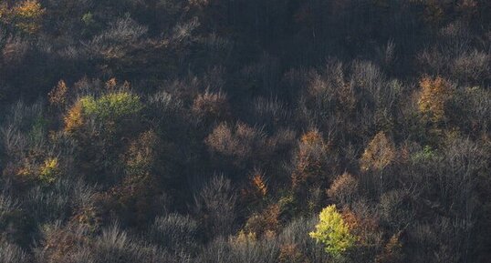 le dernier des feuillus