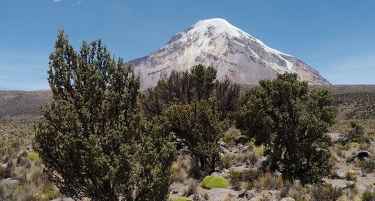 la forêt de Sajama